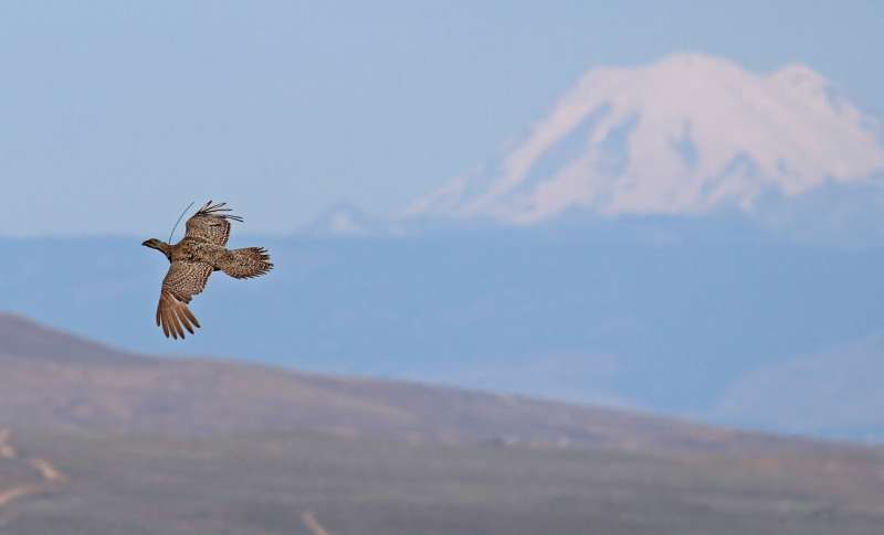 Saving sage-grouse by relocation