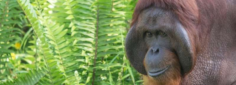 Saving threatened orangutans with climate change-resilient trees