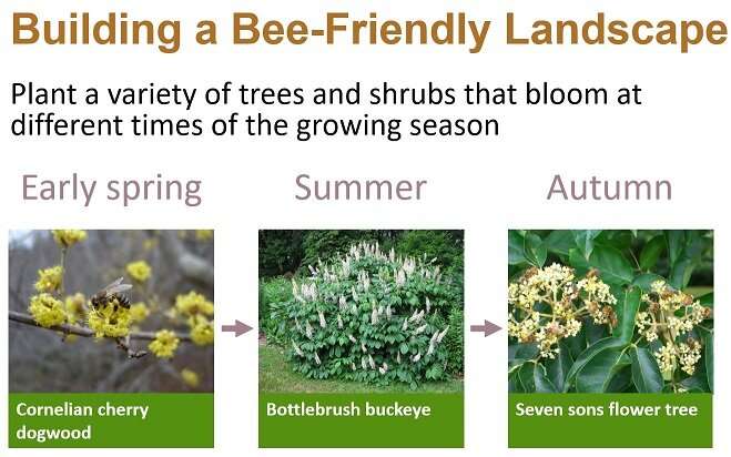 Science-based guidelines for building a bee-friendly landscape