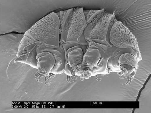Tiny 'water bears' can teach us about survival