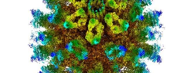 Scientists find a new way to target norovirus family
