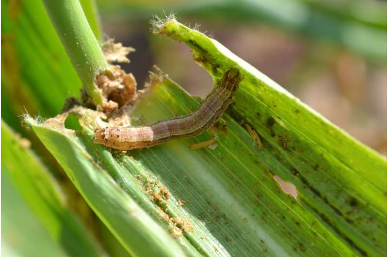 Scientists forecast where is the highly invasive fall armyworm to strike next