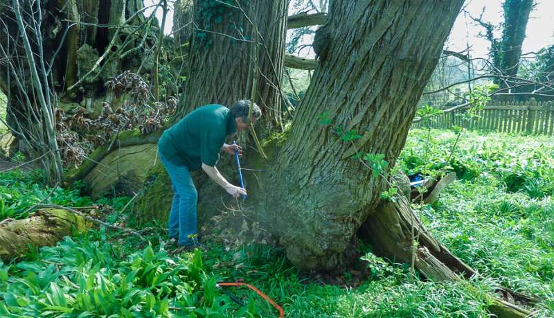 Scientists poke a hole in the age of trees