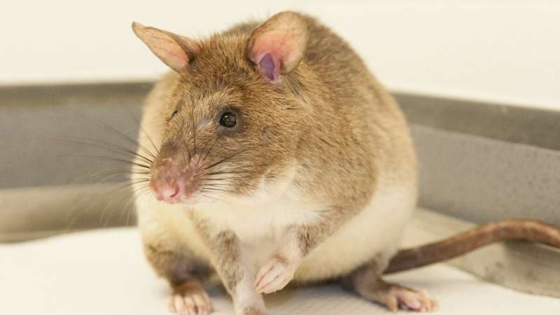 Scientists tackle breeding challenges of land mine-finding rats
