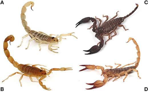 Scorpions adapt their stinging, stingers and sting contents to minimize costs of venom use