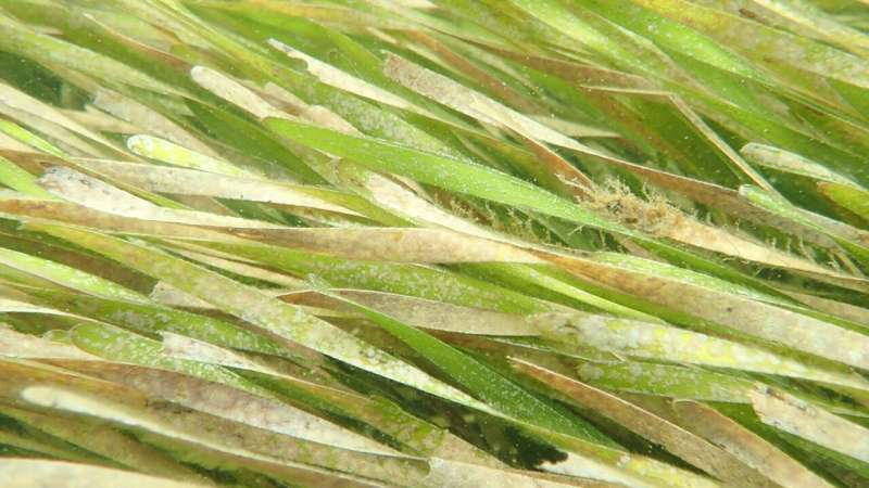 Seagrass meadows harbor wildlife for centuries, highlighting need for conservation