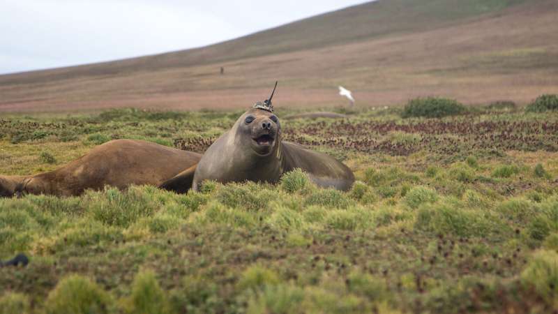 Seal takes ocean heat transport data to new depths