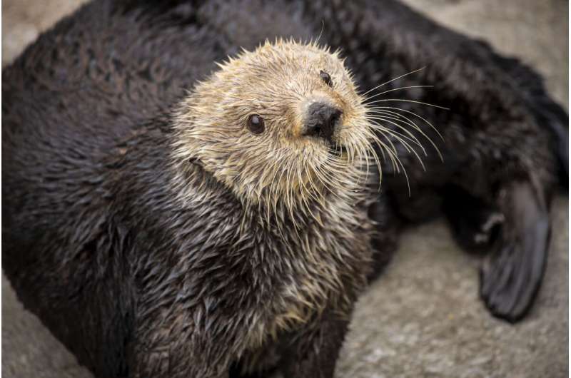 Sea otters have low genetic diversity like other threatened species, biologists report