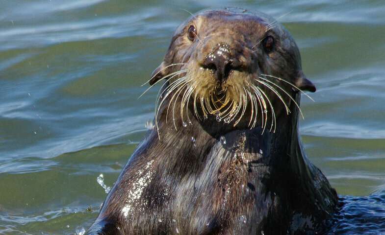 Sea otters' tool use leaves behind distinctive archaeological evidence