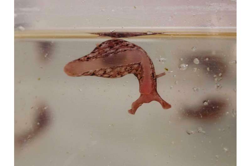Sea slug study illuminates how mitochondria move