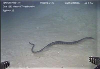 Sea snakes make record-setting deep dives