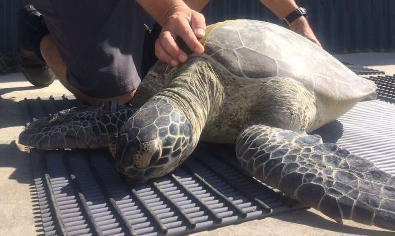 Sea turtles struggle years after unexplained die-off
