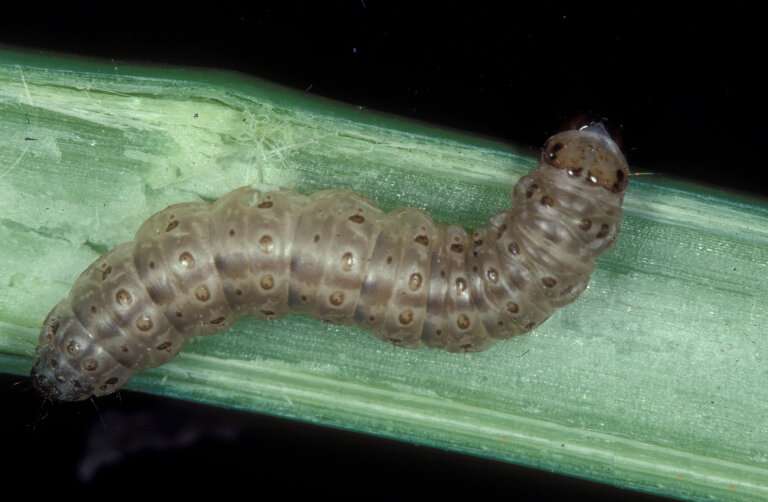 Secrets to climate change adaptation uncovered in the European corn borer moth
