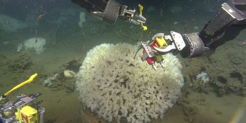 Sediment from fishing choking out sea sponges, study shows