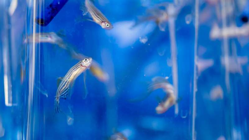 See-through fish aid scientists in autism-related breakthrough