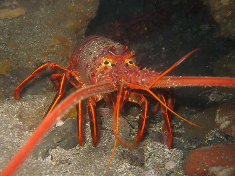Seismic air guns found to harm balance organ in rock lobsters