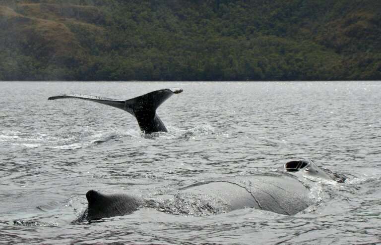 Seno Ballena gets its name from the humpback whales that feed in the area