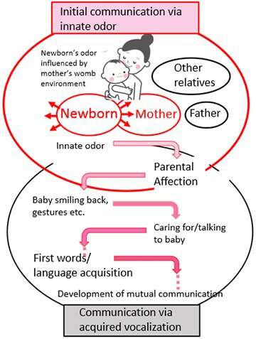 Sensory and chemical analyses of the odor of newborn babies’ heads suggests importance in facilitating bonding and care-giving b