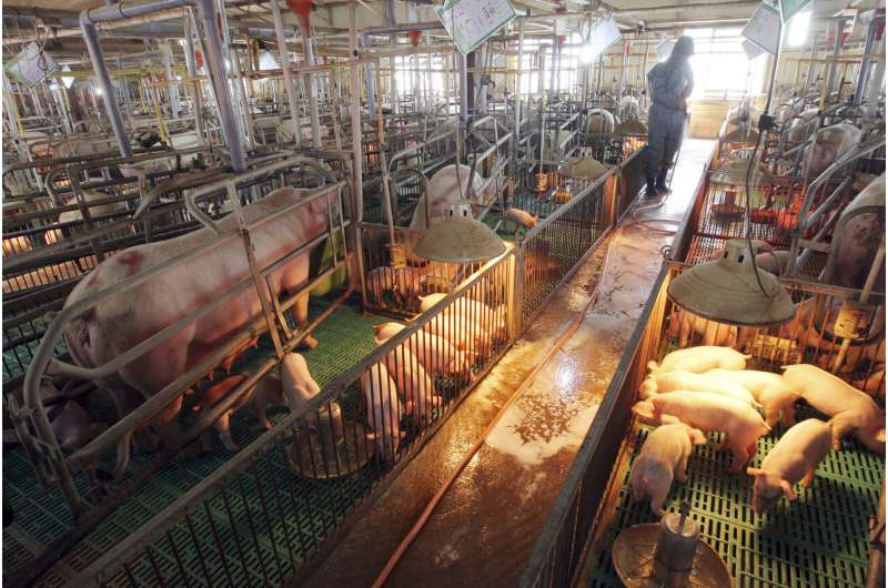 Seoul: North Korea confirms African swine fever outbreak