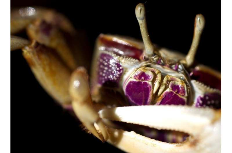 Separate polarization and brightness channels give crabs the edge over predators