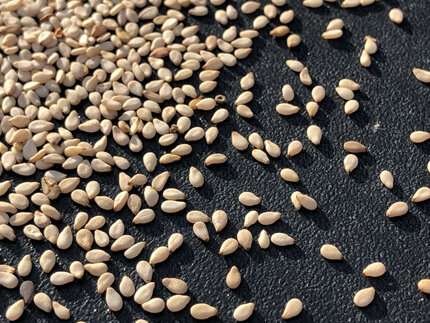 Sesame yields stable in drought conditions