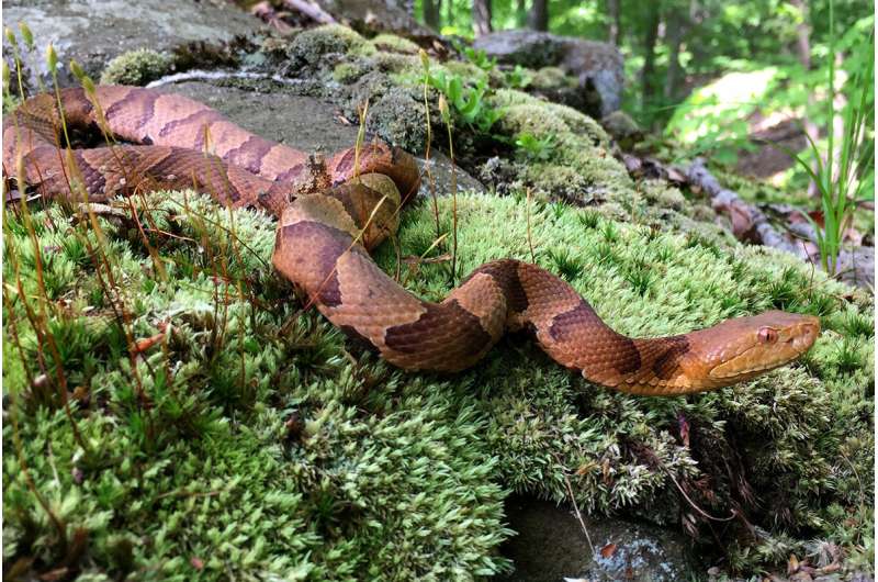 Severe drought shuts down reproduction in copperhead snakes, study finds