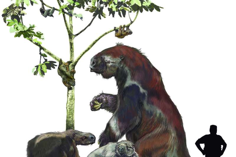 Shaking up the sloth family tree