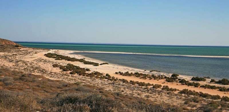 Shark Bay: A World Heritage Site at catastrophic risk