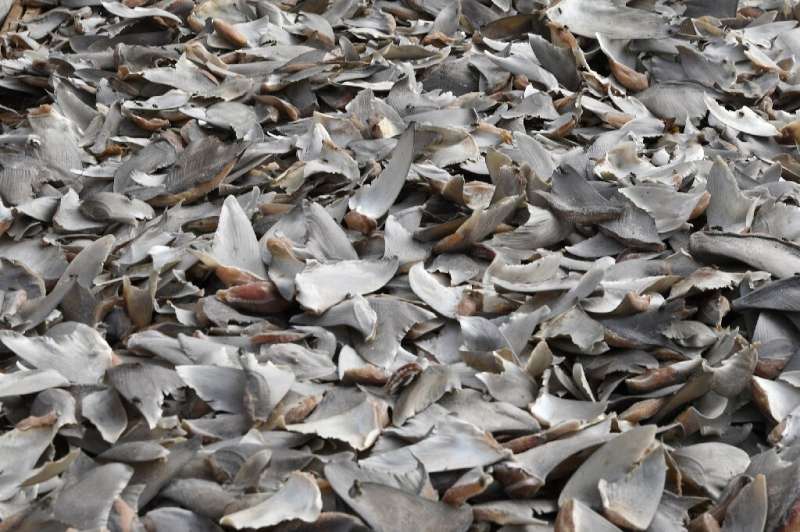 Shark fin soup is a status dish in some countries—the fins can fetch as much as $1,000 per kilo