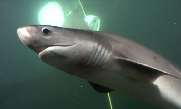 Surprise: Bluntnose sixgill sharks may like to prowl urban waters