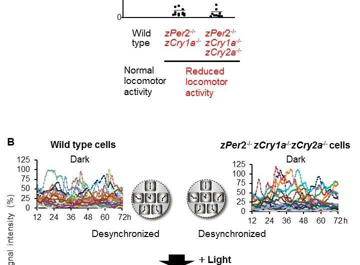 Shedding light on zebrafish daily rhythms: Clock gene functions revealed