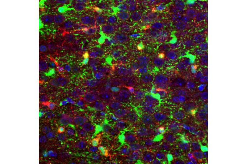 Shutting down deadly pediatric brain cancer at its earliest moments