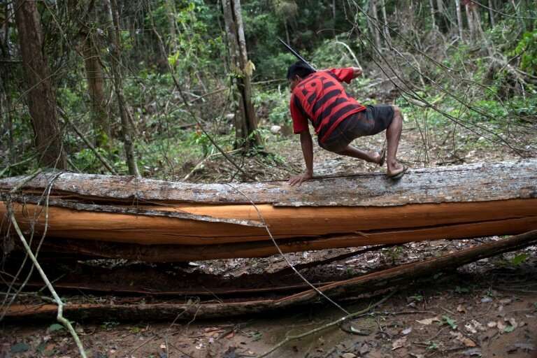 Since 1988, indigenous land rights have been recognized in Brazil's constitution, which forbids any activity like timber extract