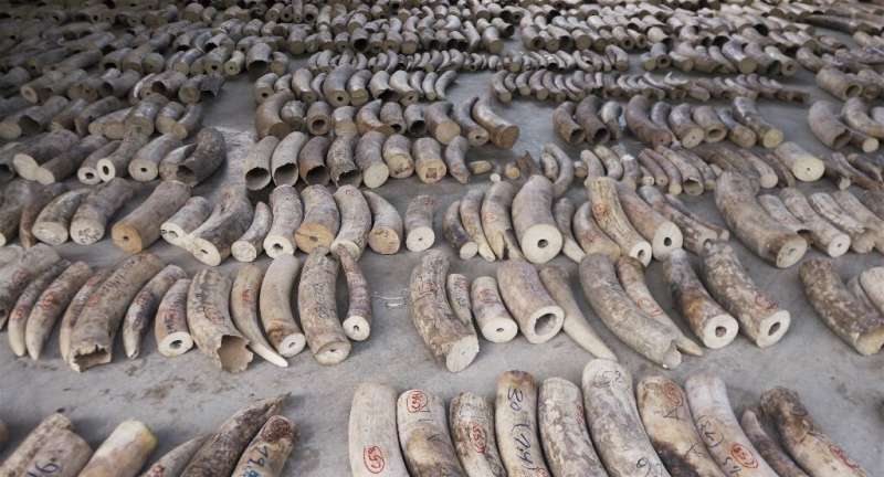 Singapore authorities made their largest ever seizure of smuggled ivory last month, impounding a haul of nearly nine tonnes of c