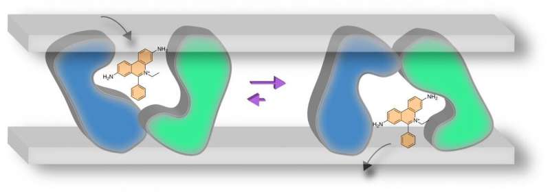 Single mutation dramatically changes structure and function of bacteria's transporter proteins