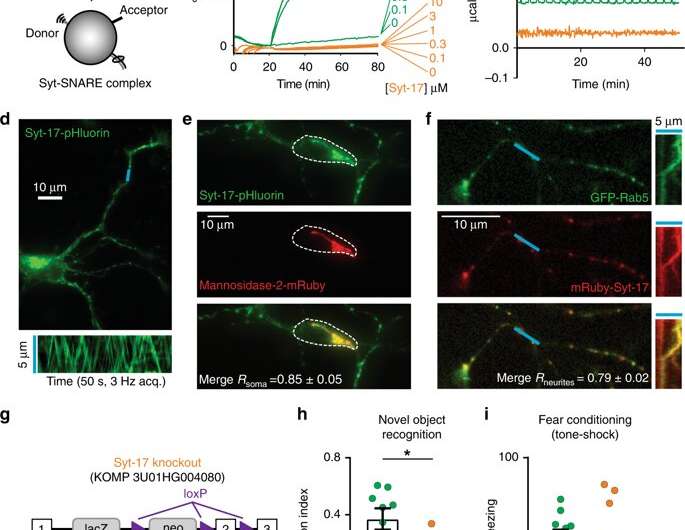 Single protein plays important dual shipping role in the brain