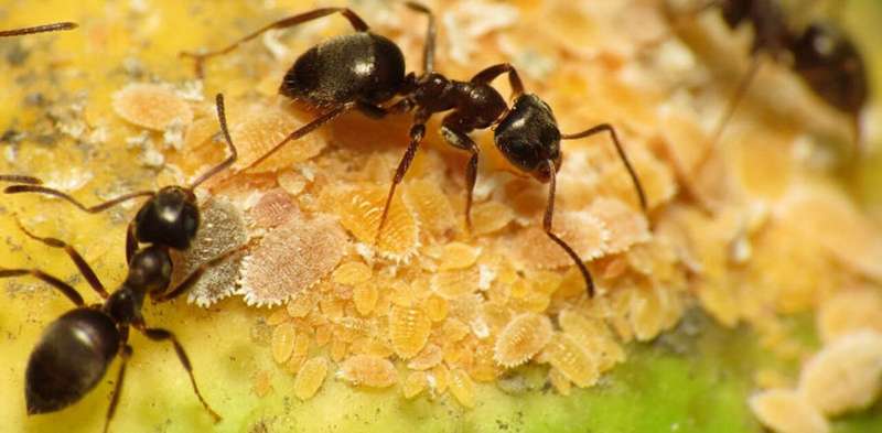 Six amazing facts you need to know about ants