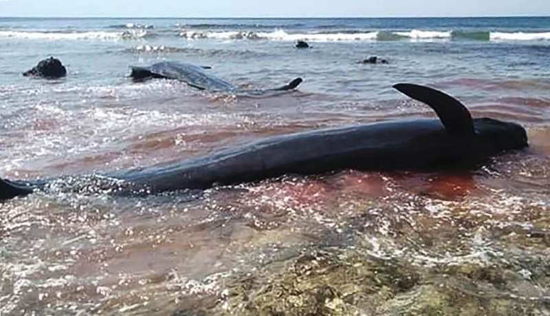 Six of the dead stranded whales were buried in a traditional ceremony but one was chopped apart by some of the villagers for its