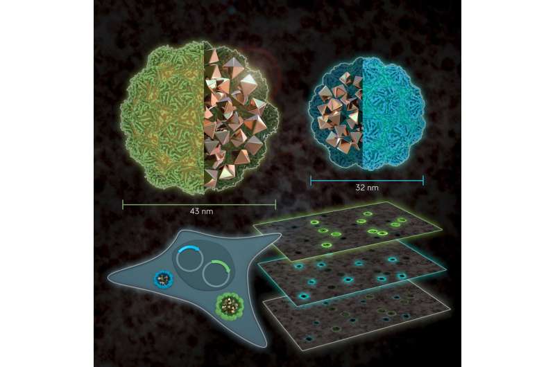 Size matters: color imaging of gene expression in electron microscopy.