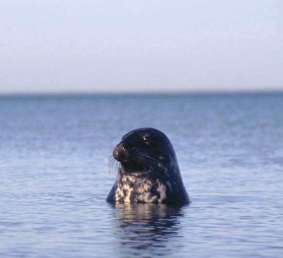 Skinny cod and grey seal reveals troubling changes to food web in the Baltic Sea