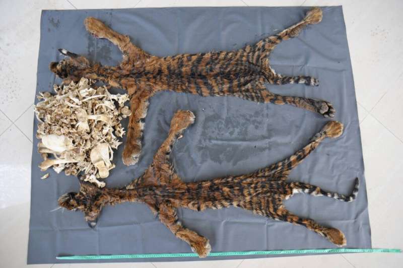 Skins are the single most frequently seized tiger part, with on average 58 whole tiger skins are seized each year, a Traffic rep
