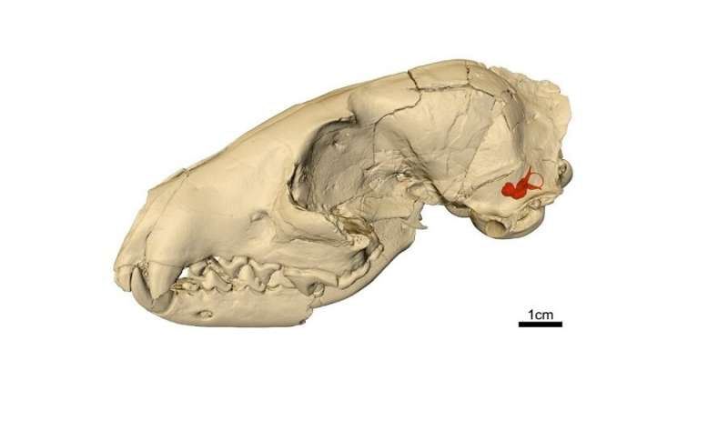 Skull scans tell tale of how world's first dogs caught their prey