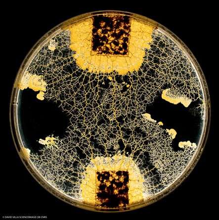 Slime mold absorbs substances to memorize them