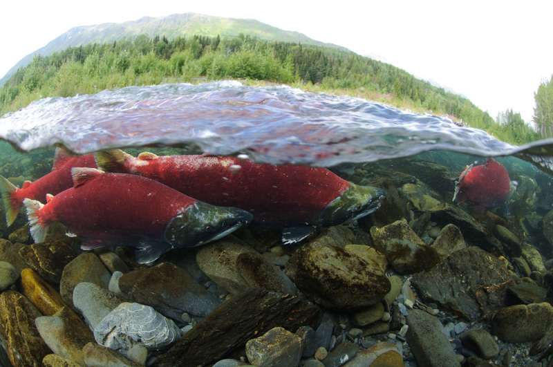 Slime proves valuable in developing method for counting salmon in Alaska
