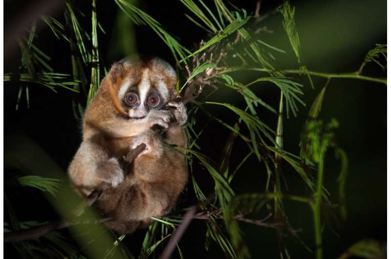 Slow loris study reveals: The human rhythm of sleep can be much older than expected