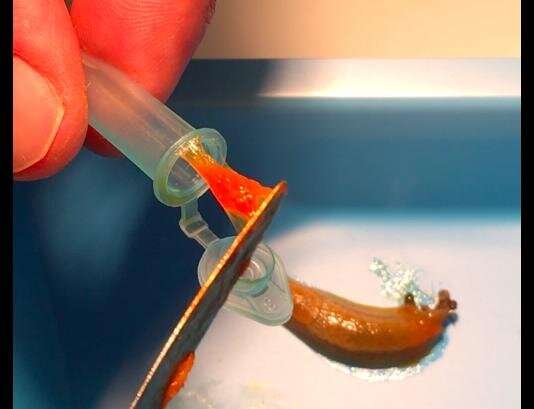 Slug glue reveals clues for making better medical adhesives