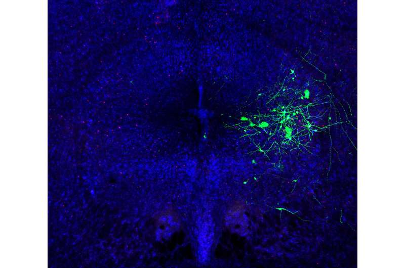 Small cluster of neurons is off-on switch for mouse songs