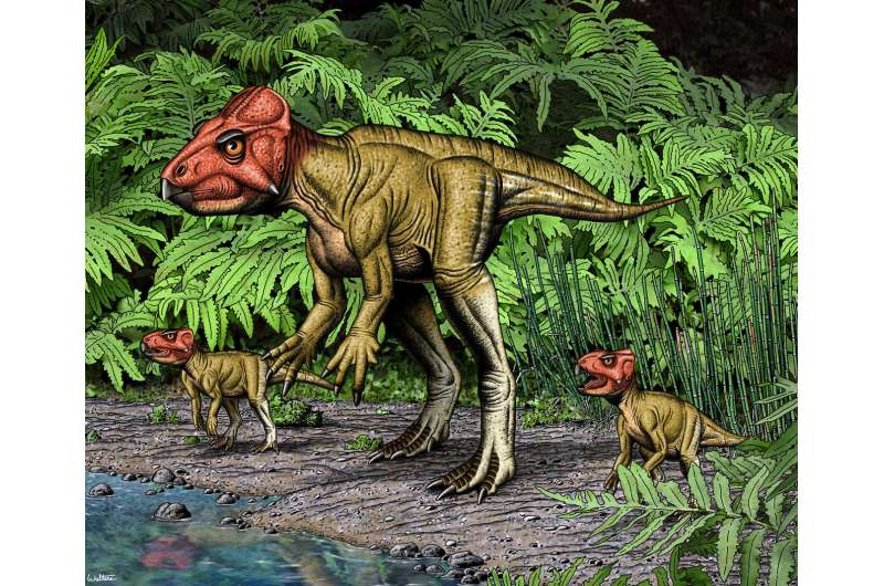 Small horned dinosaur from China, a Triceratops relative, walked on two feet
