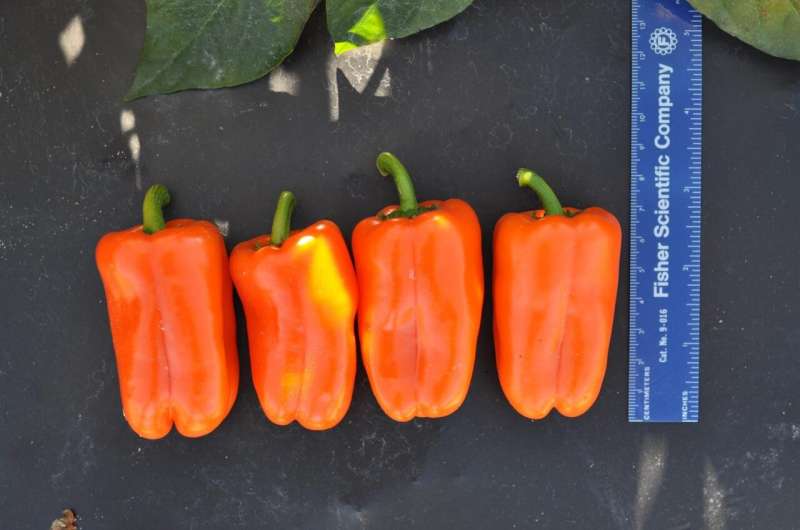 Snack peppers find acceptance with reduced seed count