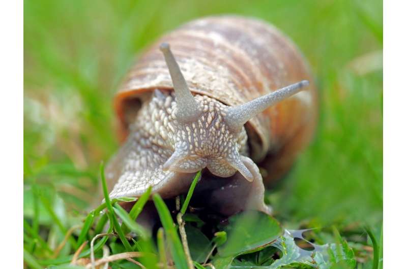 snail mucus